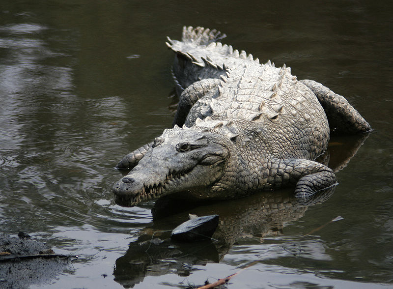 Krokodýl americký
